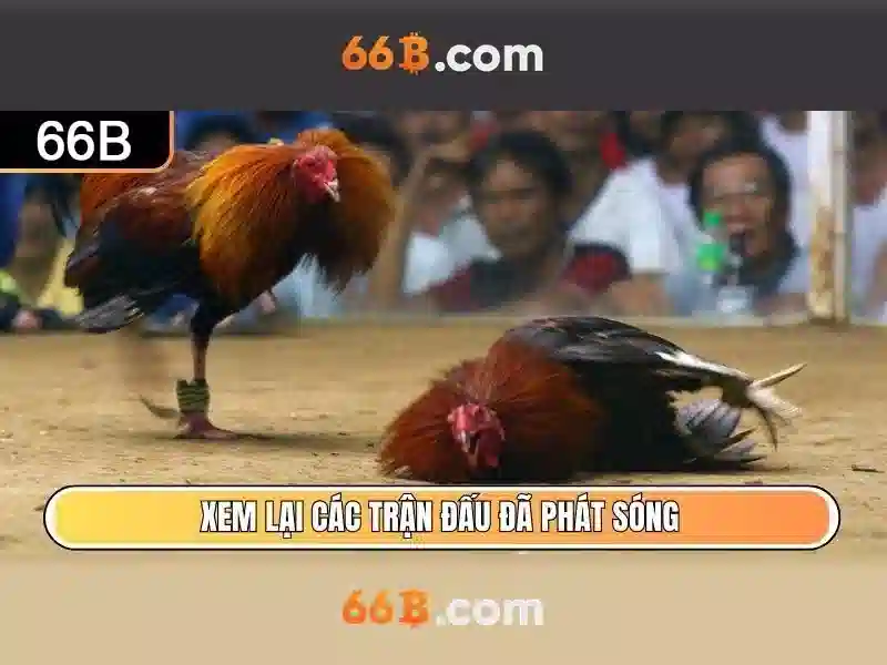 66B là gì