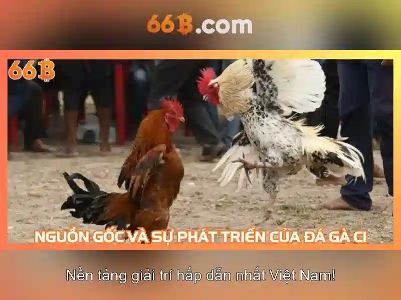 66b la gi?
