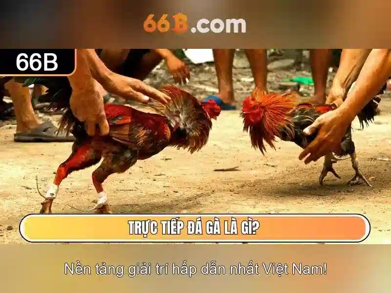 66b là gì?