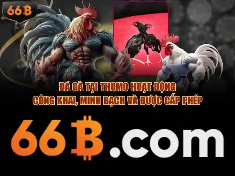 66b là gì: một cái nhìn tổng quan